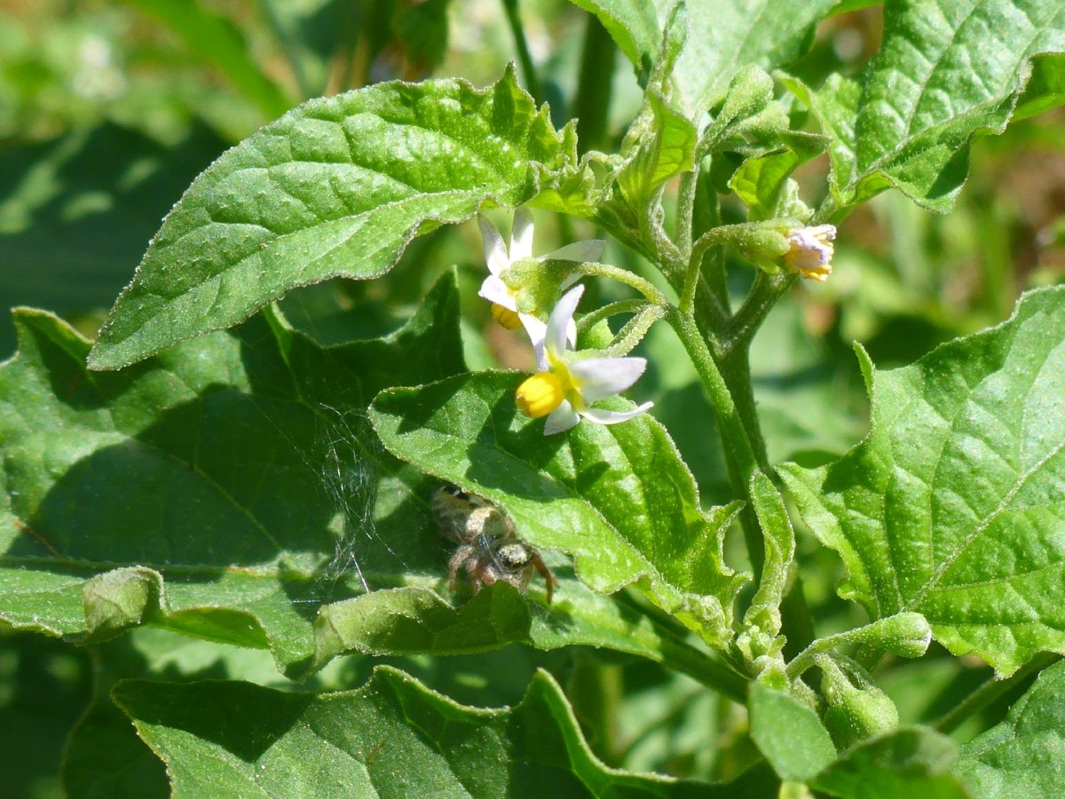 Solanum americanum