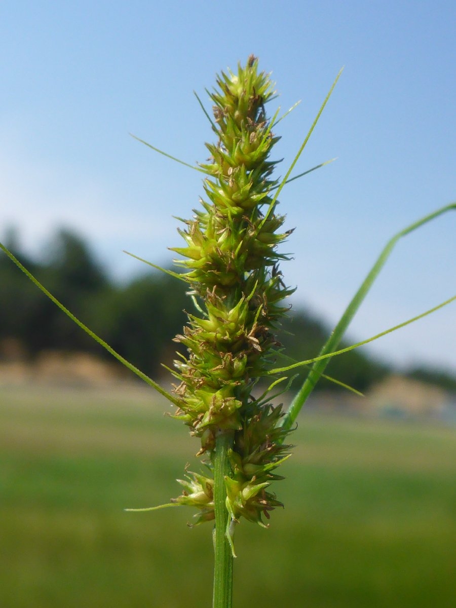 Carex vulpinoidea