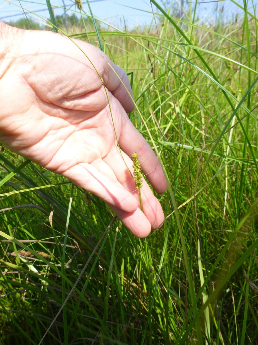 Carex vulpinoidea