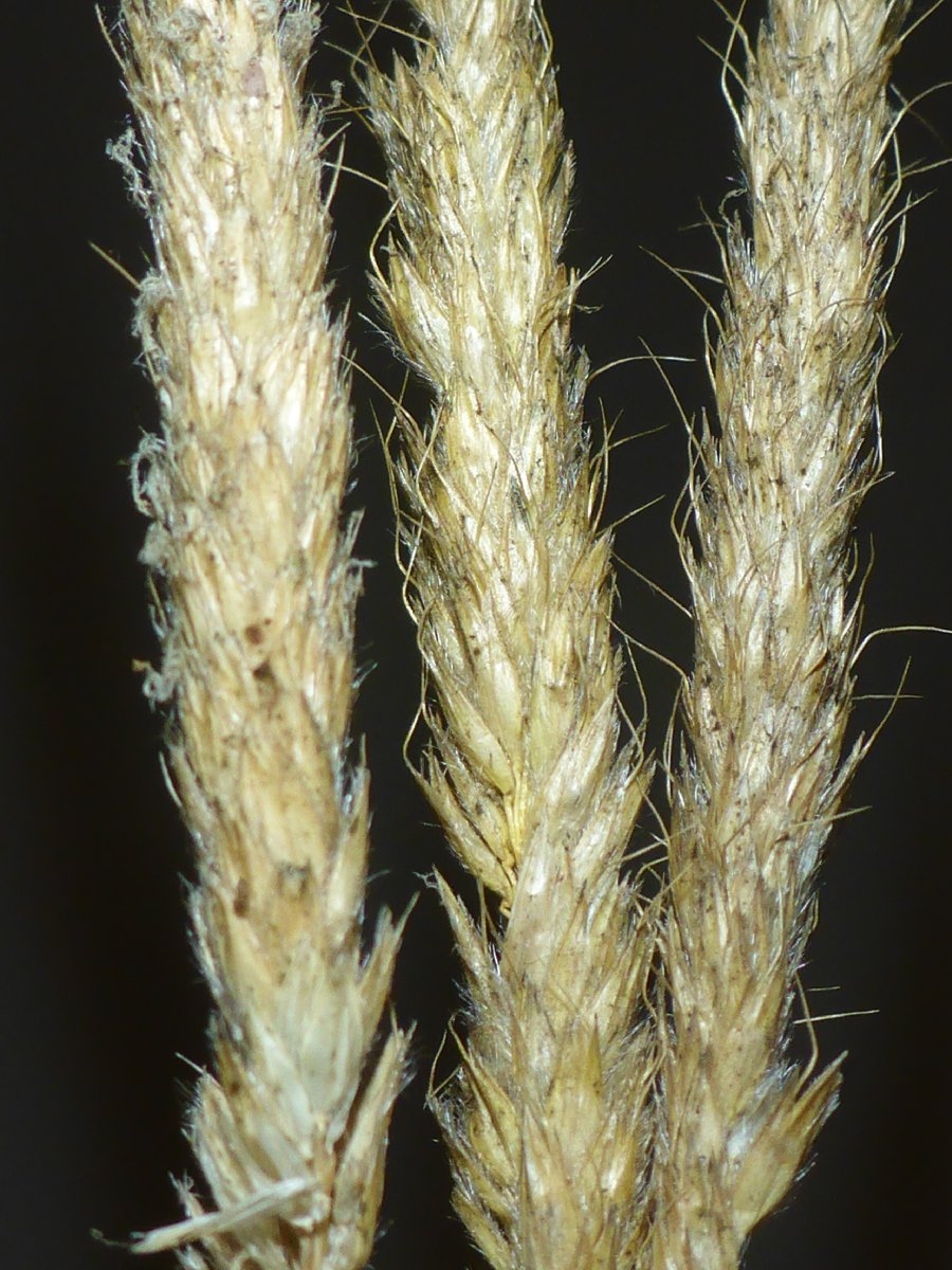 Alopecurus pratensis