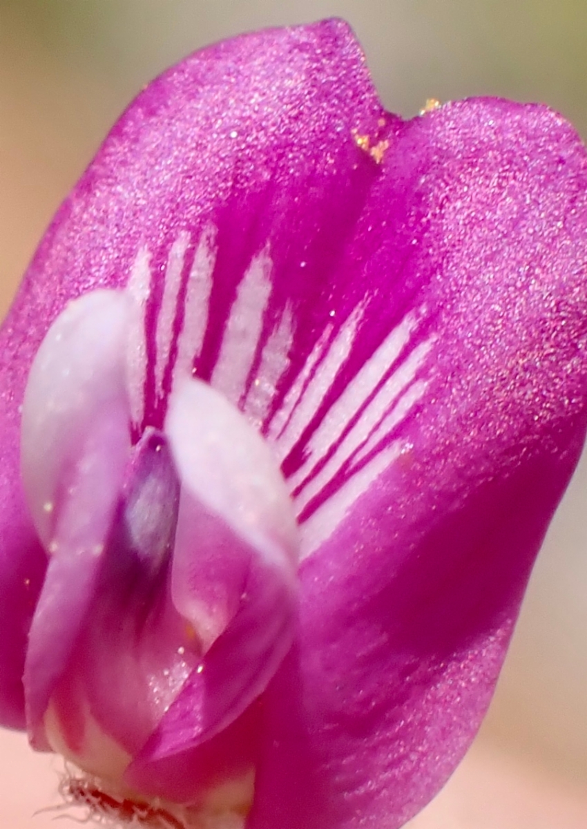 Astragalus gilmanii