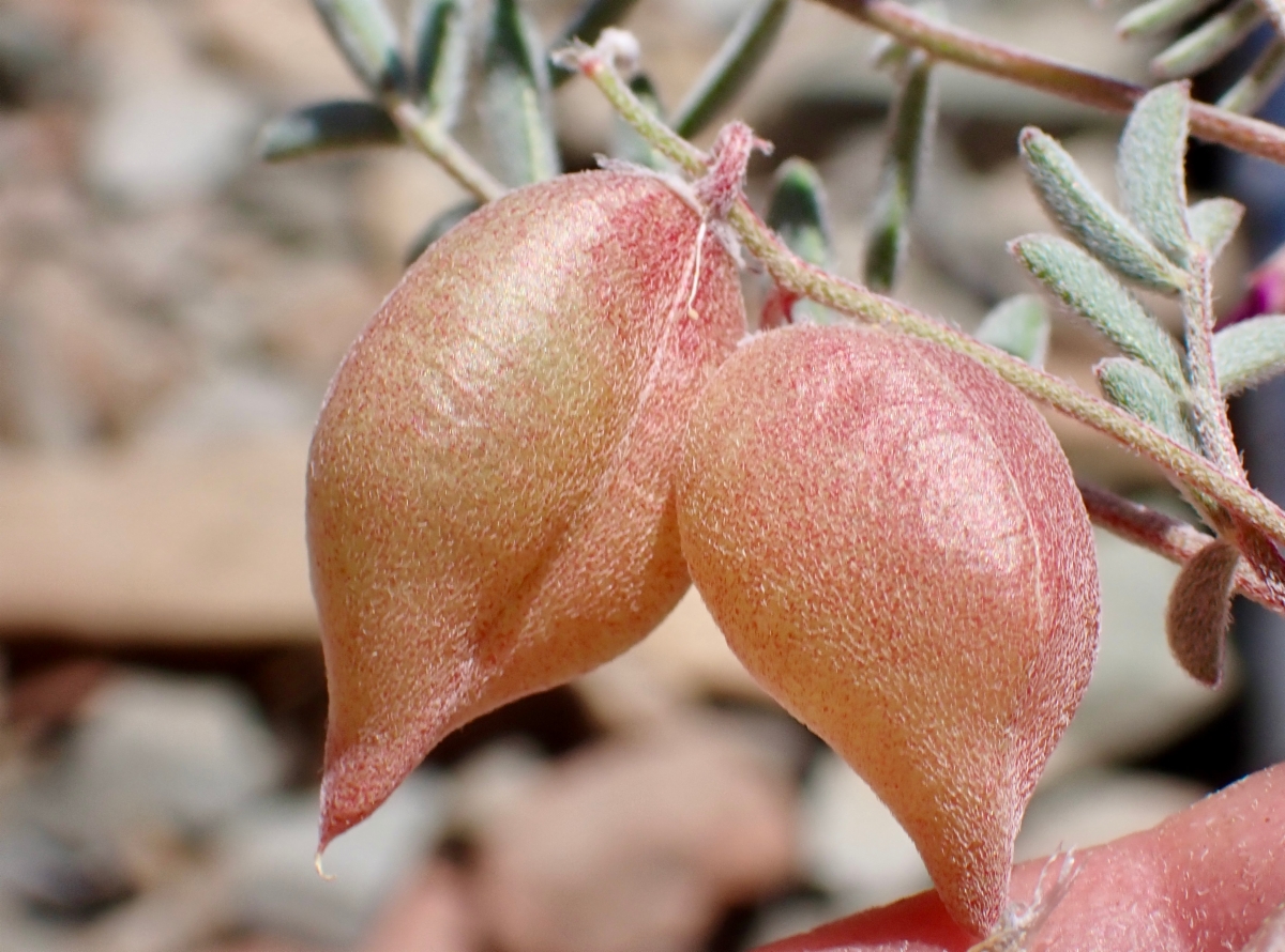 Astragalus gilmanii