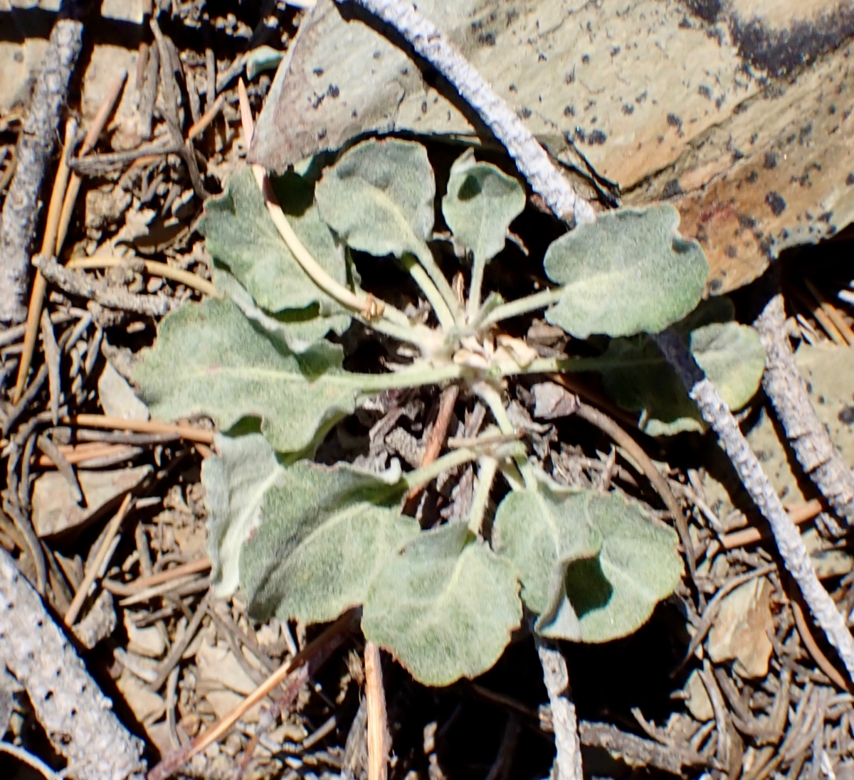 Eriogonum panamintense