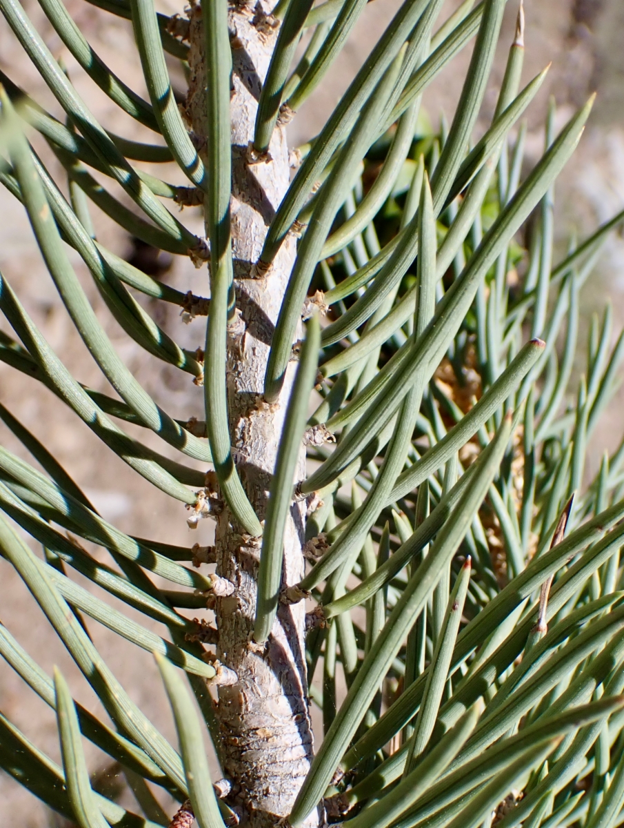 Pinus monophylla