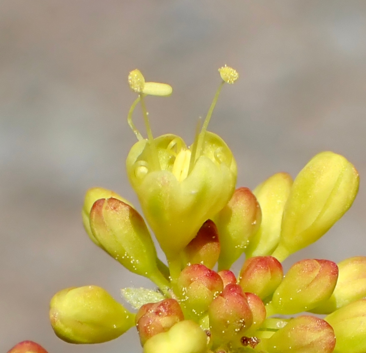 Eriogonum umbellatum var. subaridum