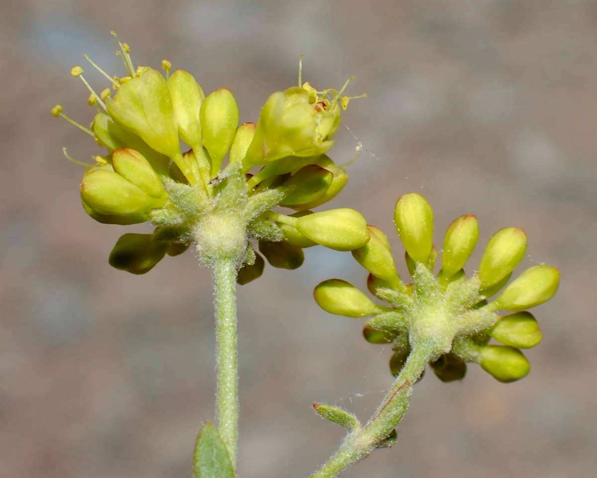 Eriogonum umbellatum var. subaridum