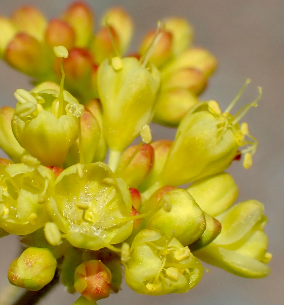 Eriogonum umbellatum var. subaridum