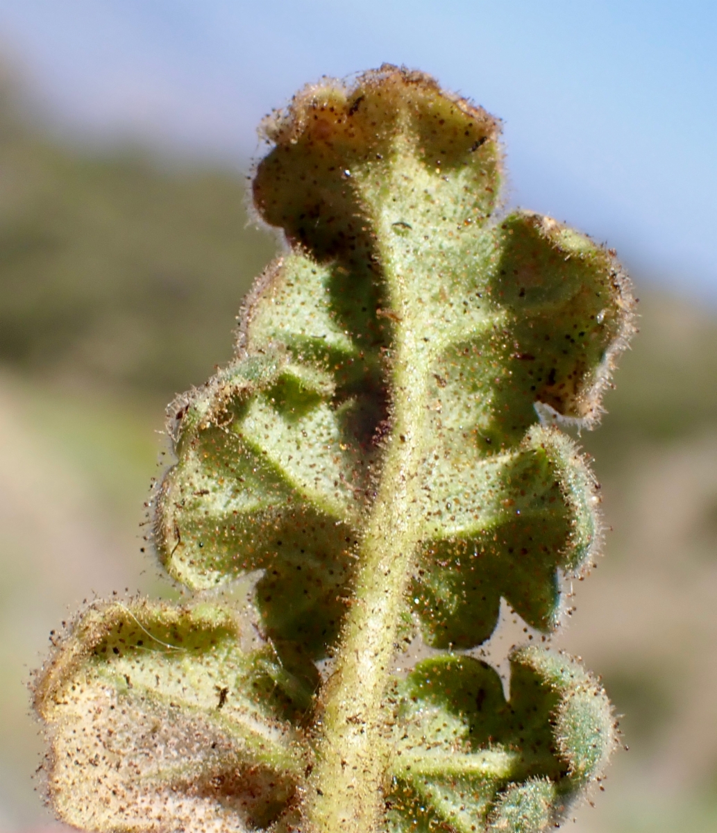 Phacelia distans