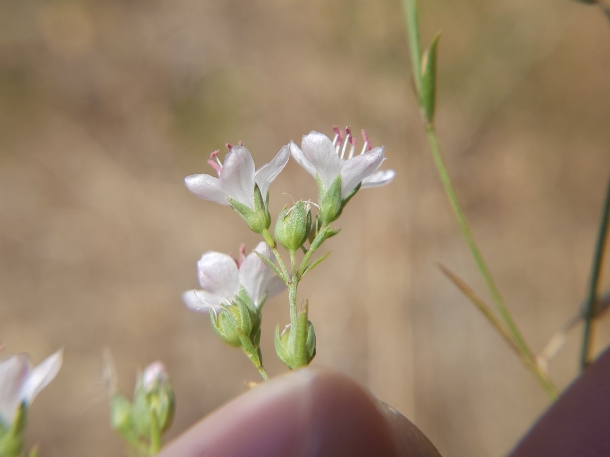 Hesperolinon californicum