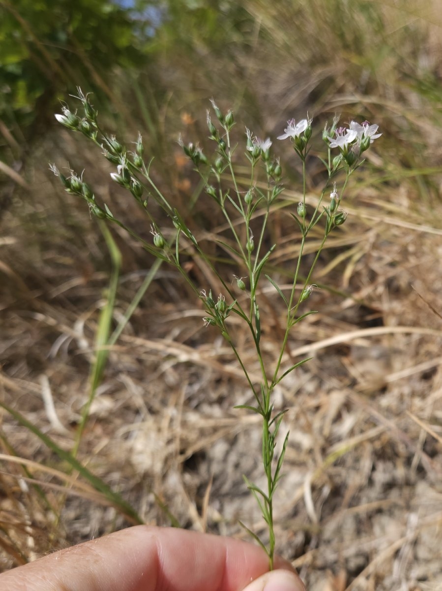 Hesperolinon californicum