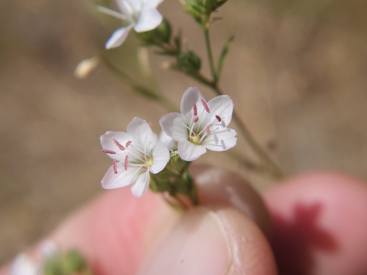 Hesperolinon californicum