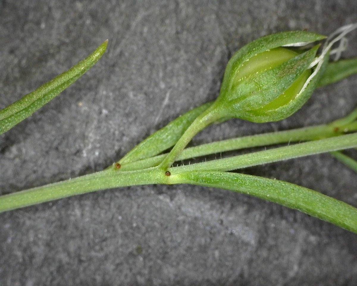 Hesperolinon californicum