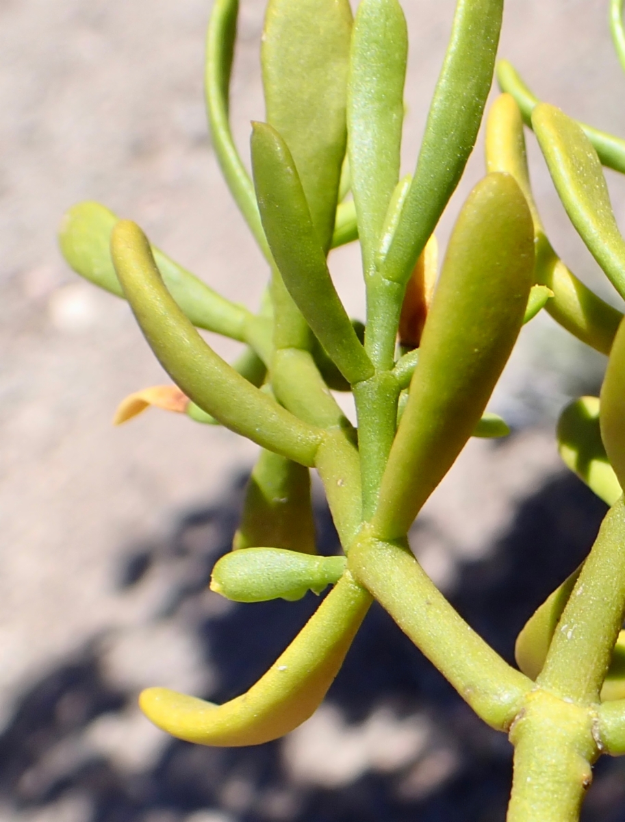 Phoradendron bolleanum