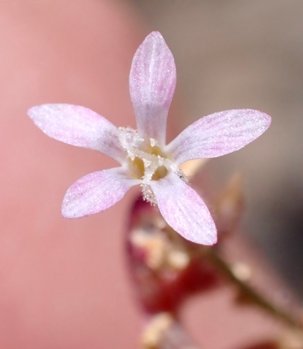 Gilia ophthalmoides