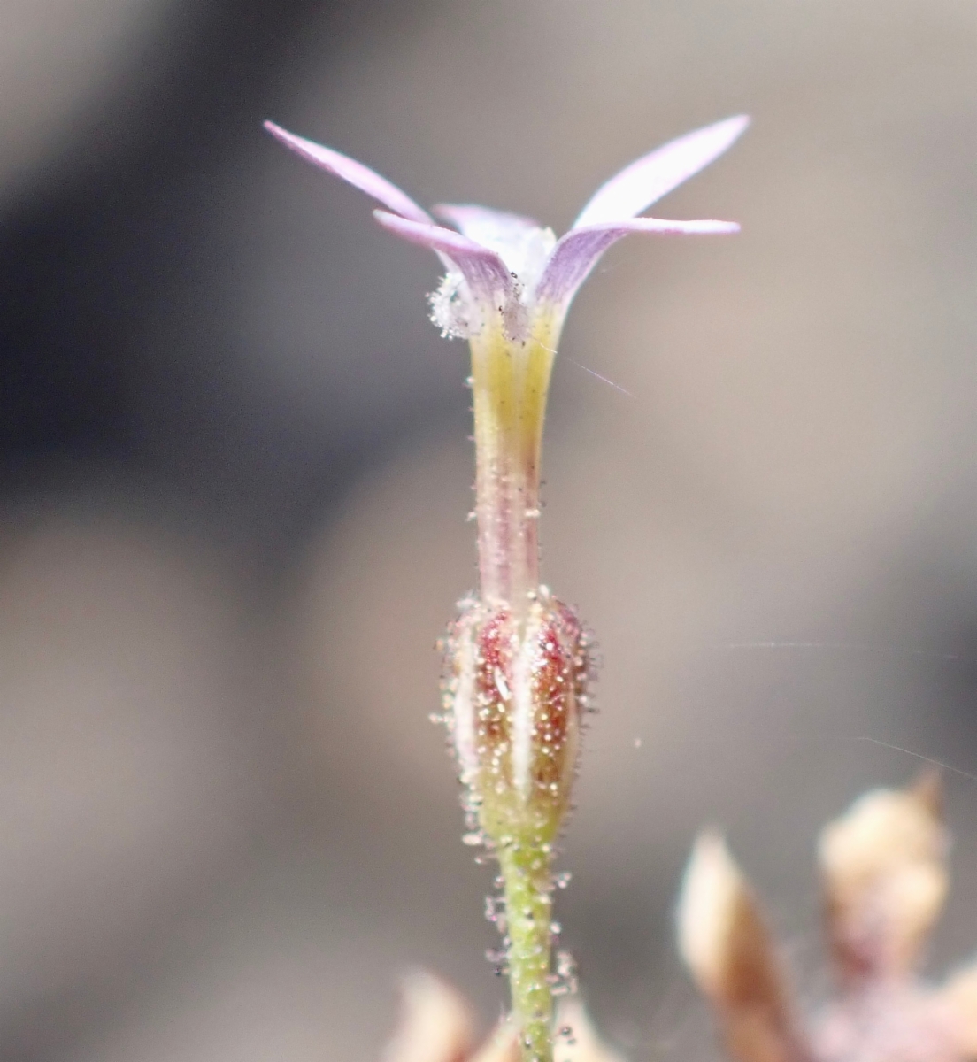 Gilia ophthalmoides