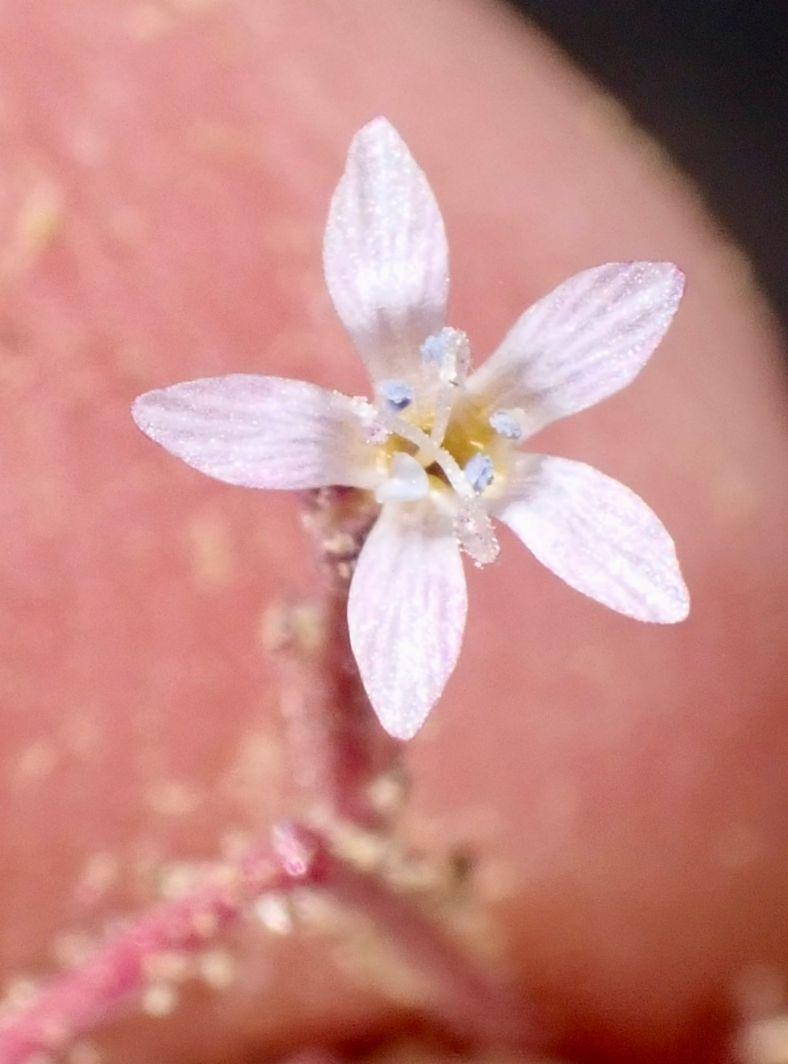 Gilia ophthalmoides