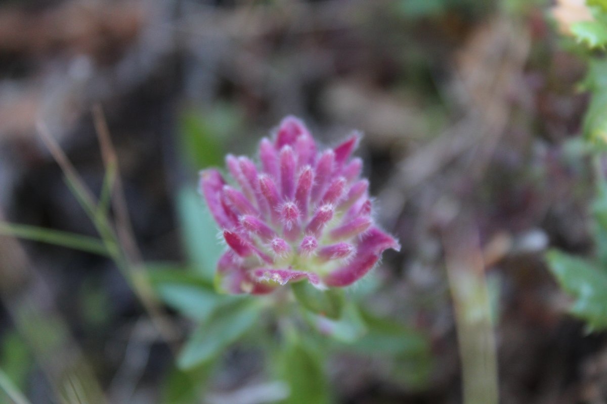 Monardella villosa ssp. obispoensis