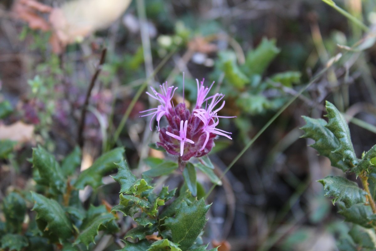 Monardella villosa ssp. obispoensis