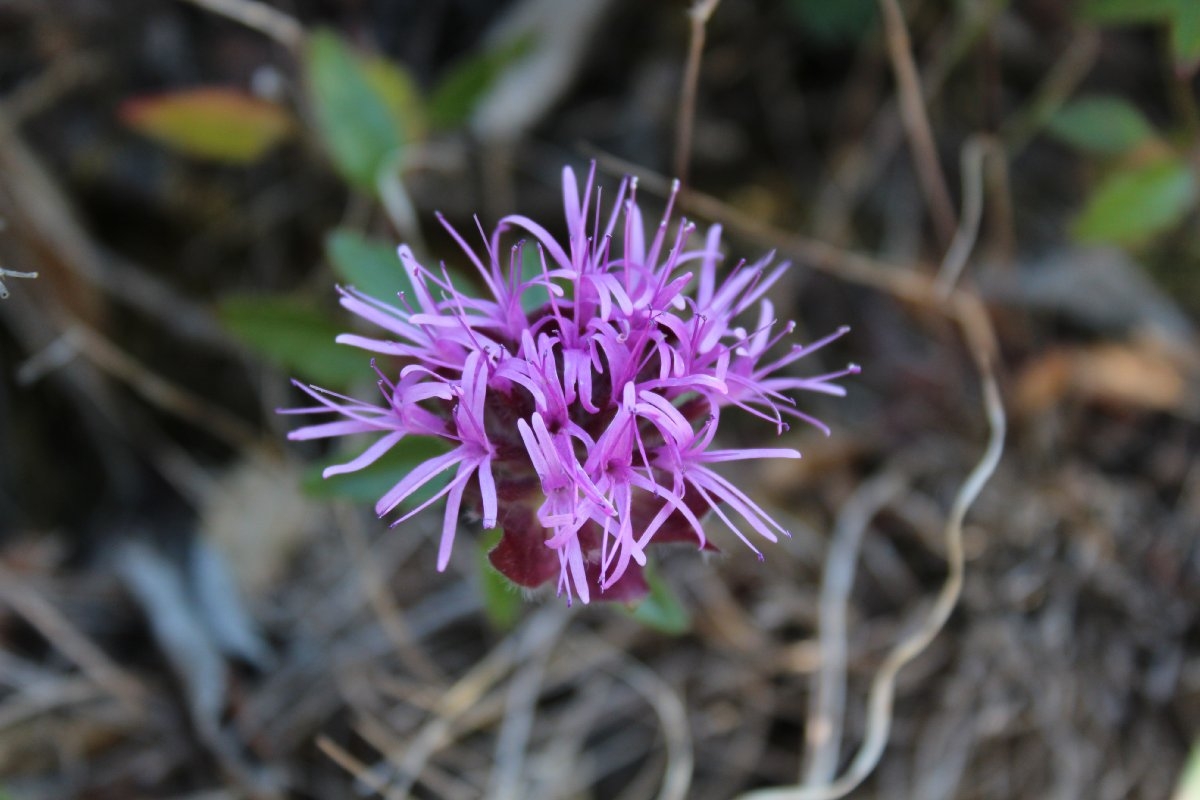 Monardella villosa ssp. obispoensis