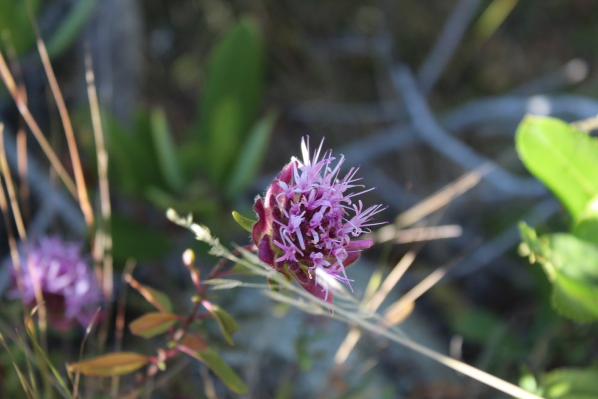 Monardella villosa ssp. obispoensis