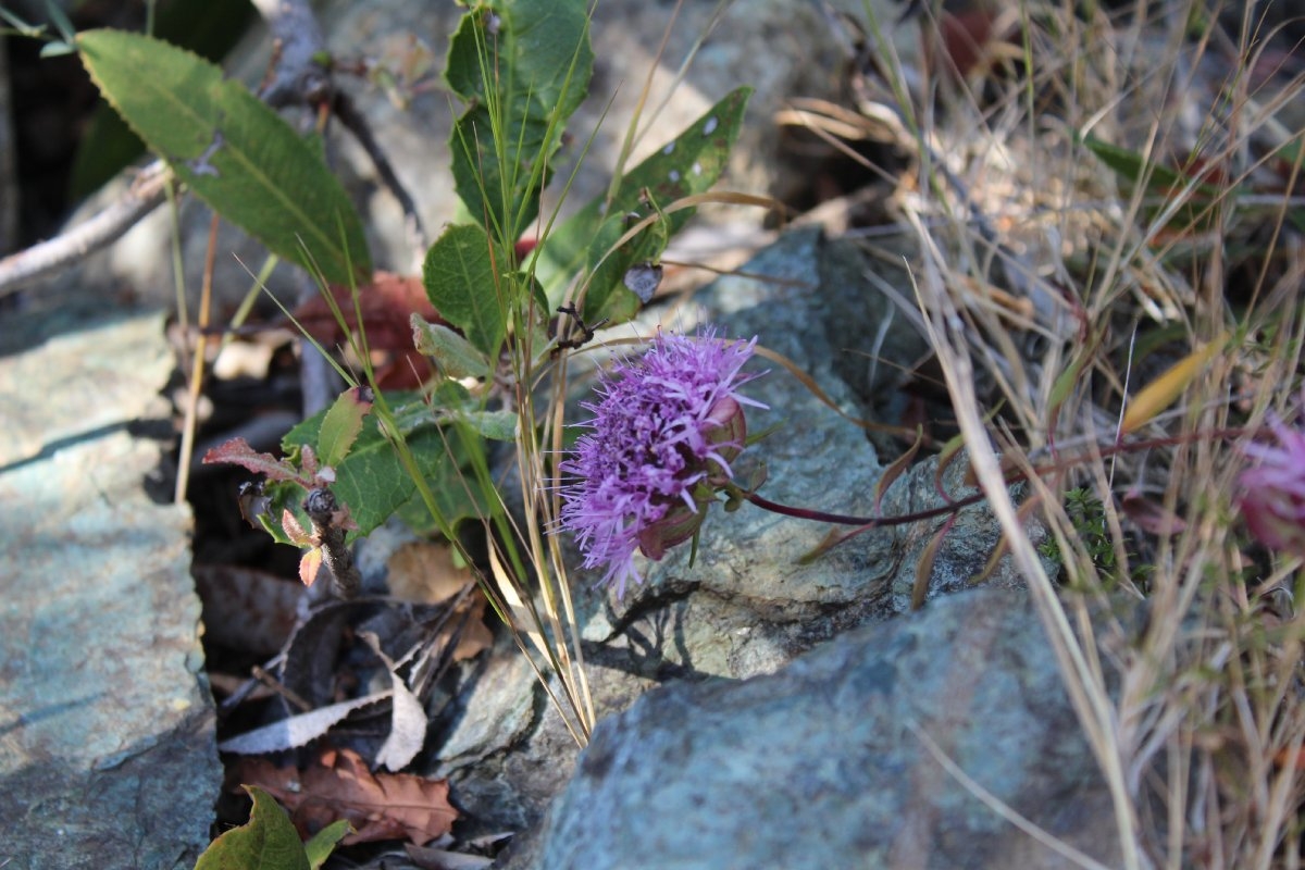 Monardella villosa ssp. obispoensis