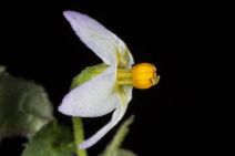 Solanum nodiflorum