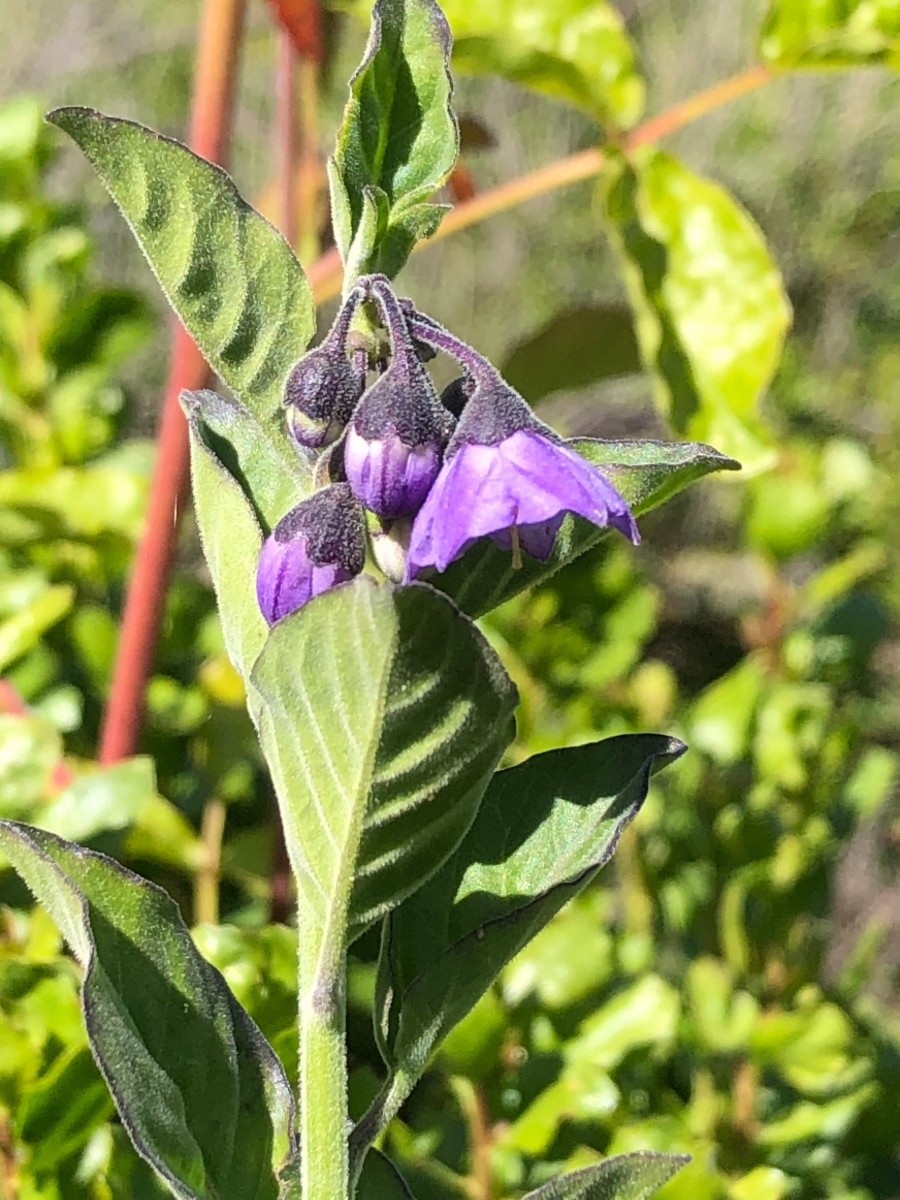 Solanum umbelliferum