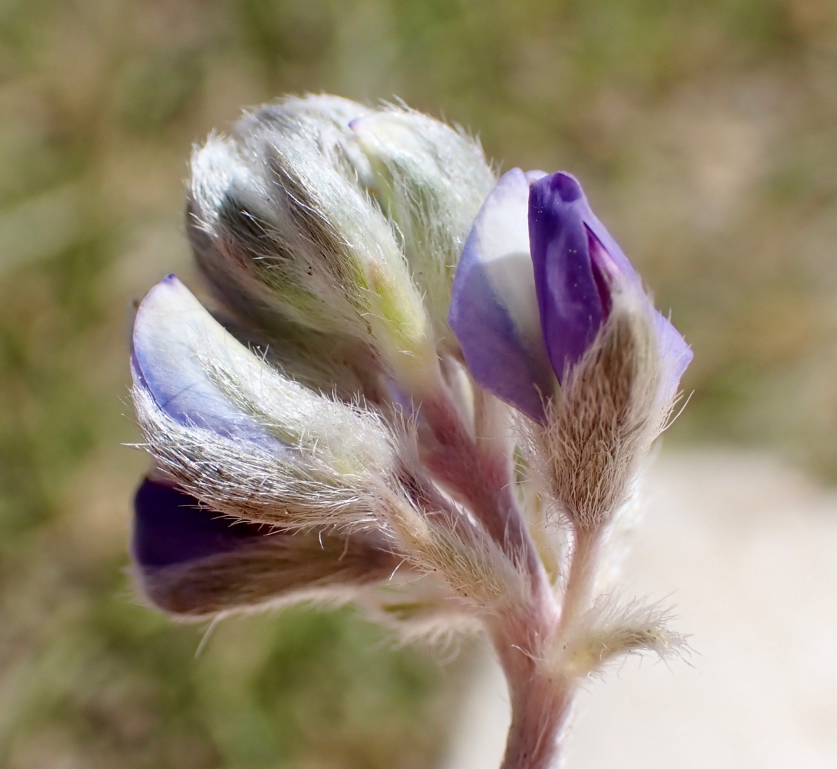 Lupinus breweri var. bryoides