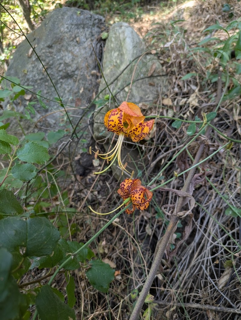 Lilium humboldtii