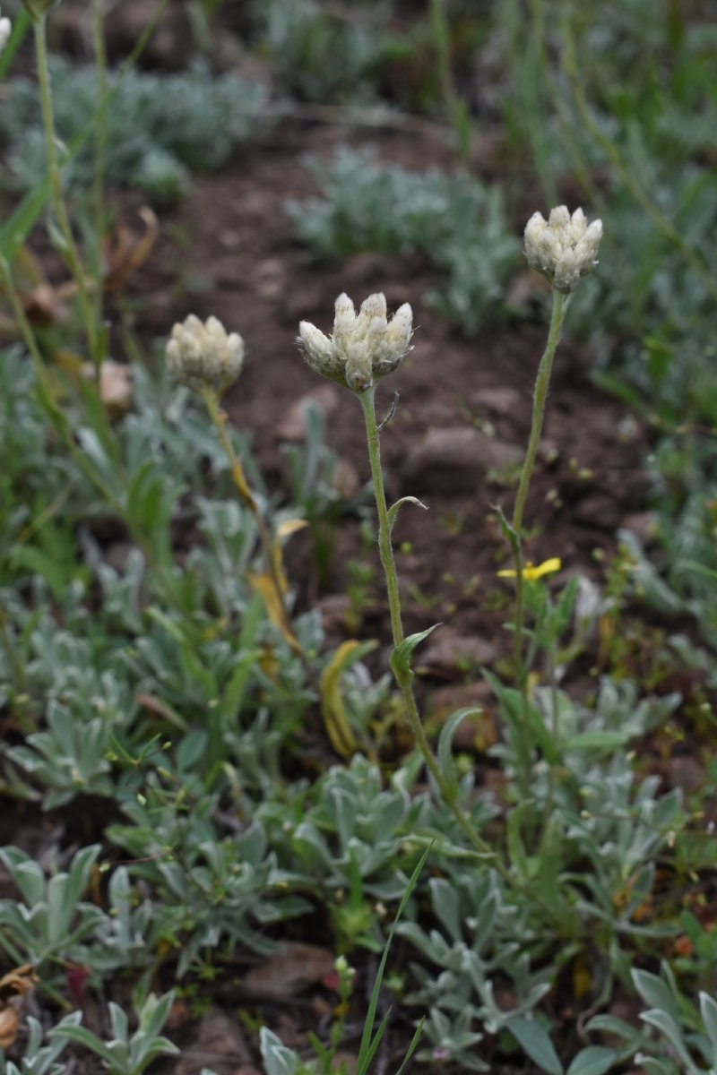 Antennaria rosea ssp. confinis