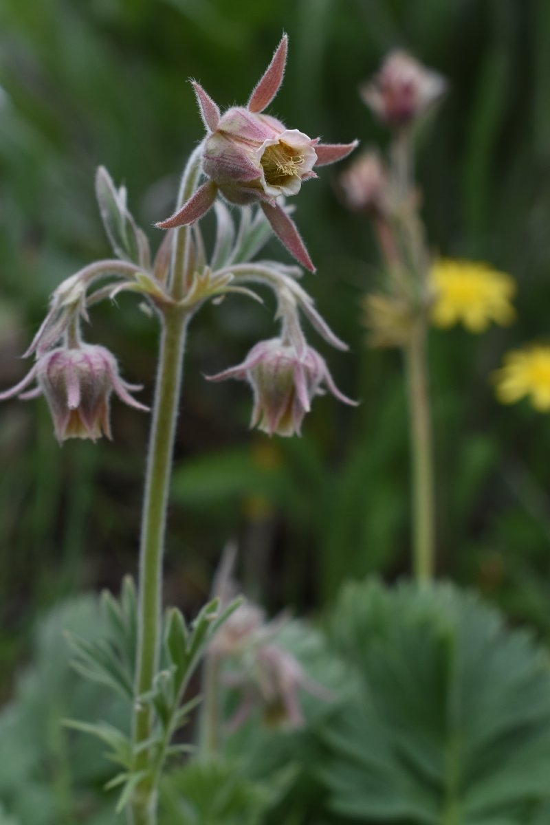 Geum triflorum var. ciliatum