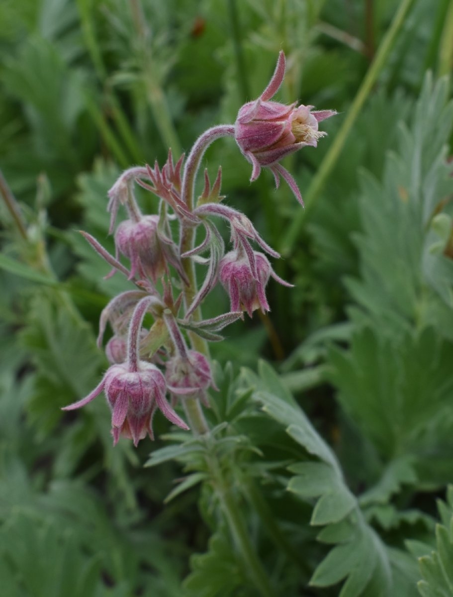 Geum triflorum var. ciliatum