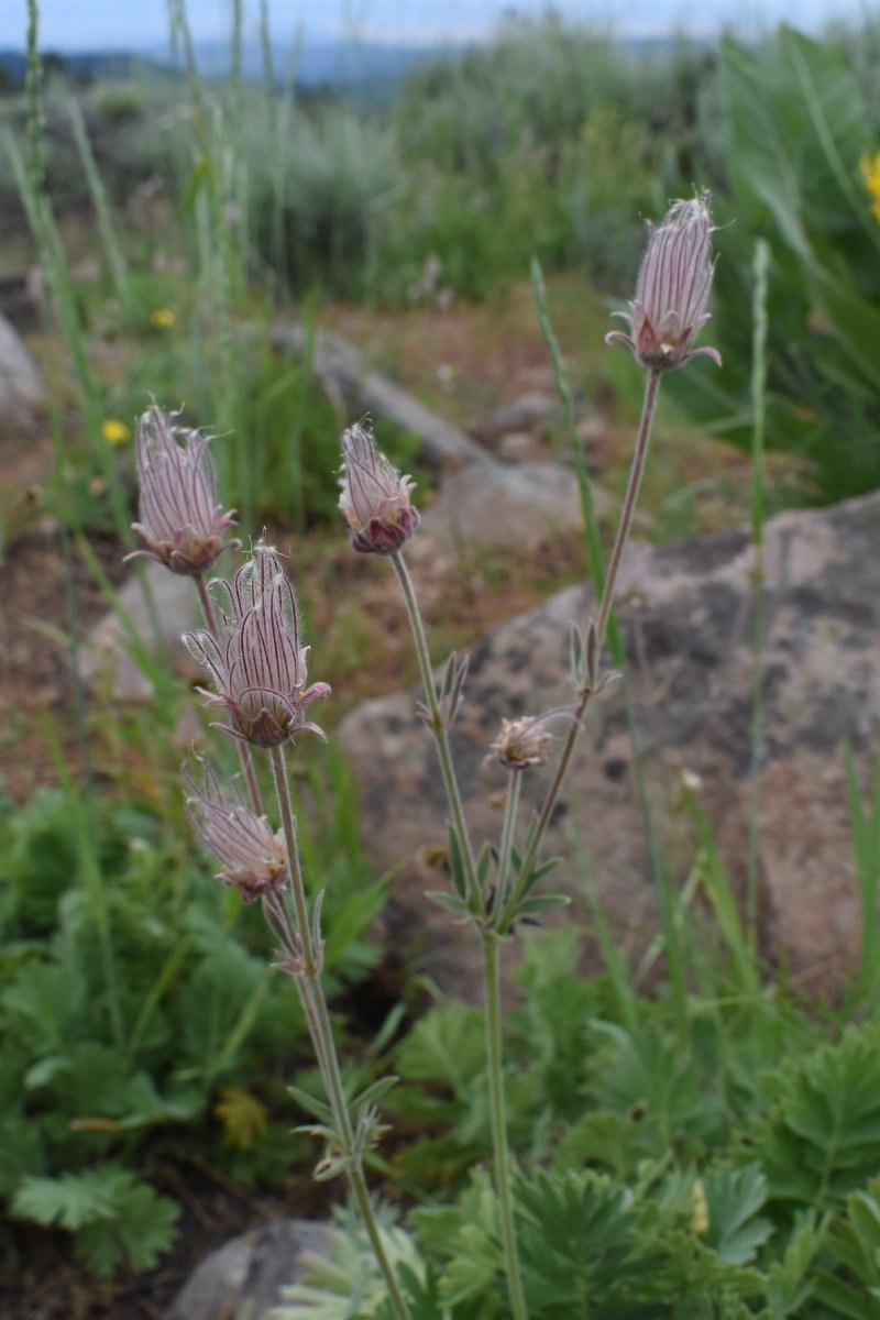 Geum triflorum var. ciliatum