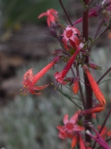 Ipomopsis aggregata ssp. formosissima