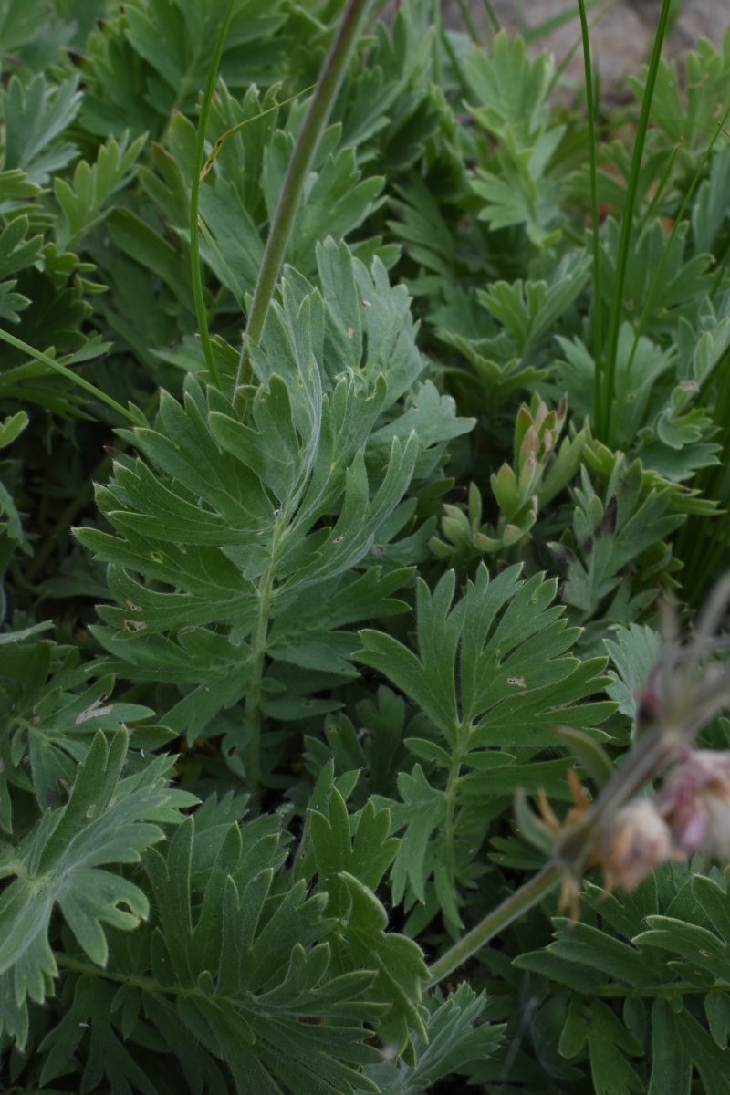 Geum triflorum var. ciliatum