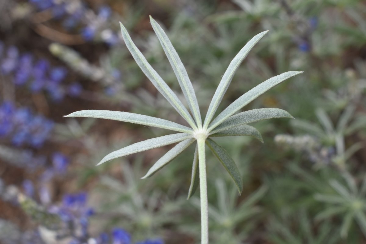 Lupinus argenteus var. heteranthus