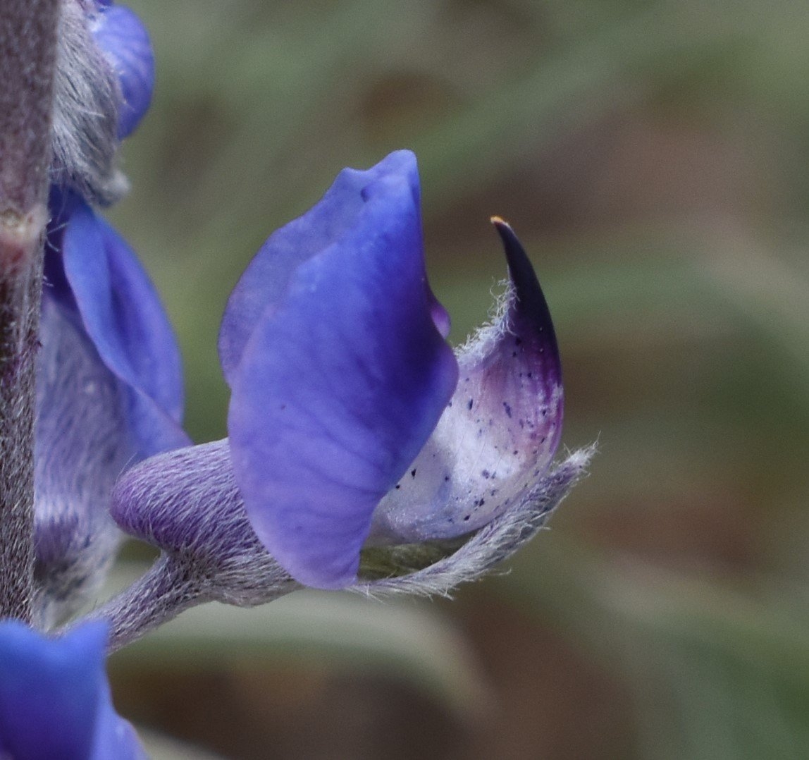 Lupinus argenteus var. heteranthus