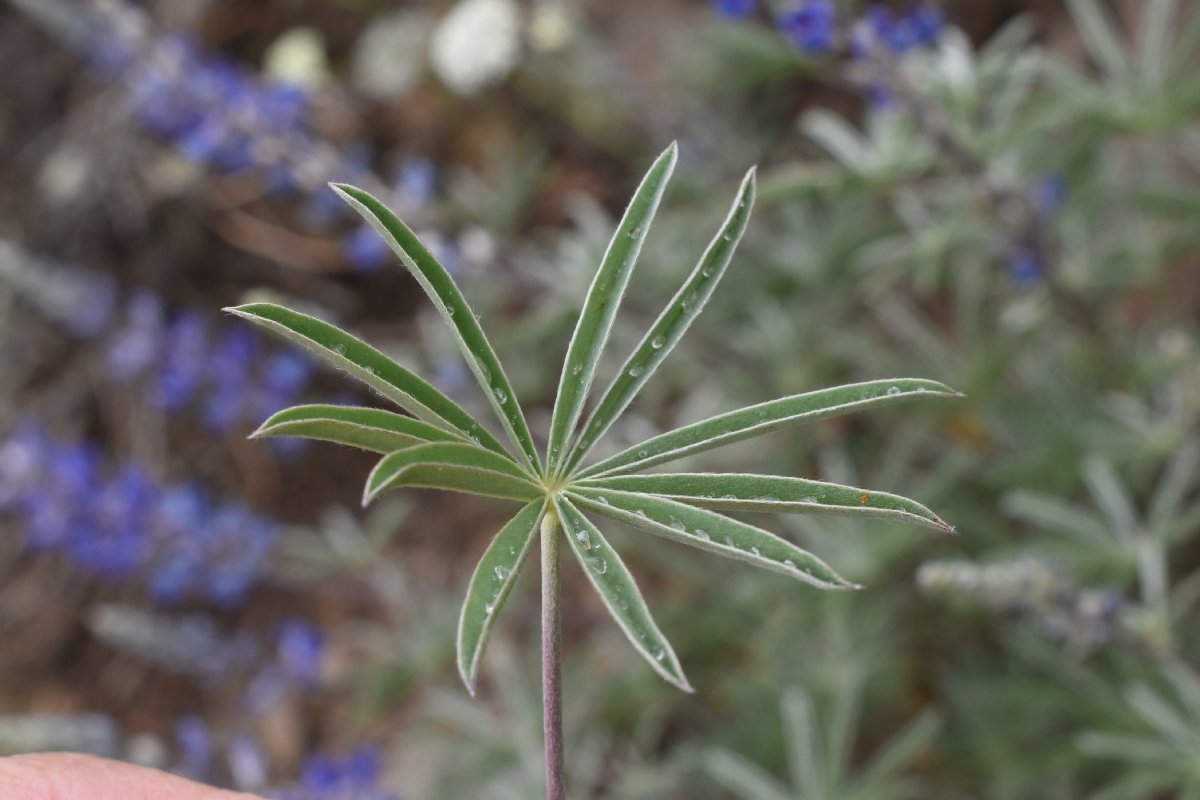 Lupinus argenteus