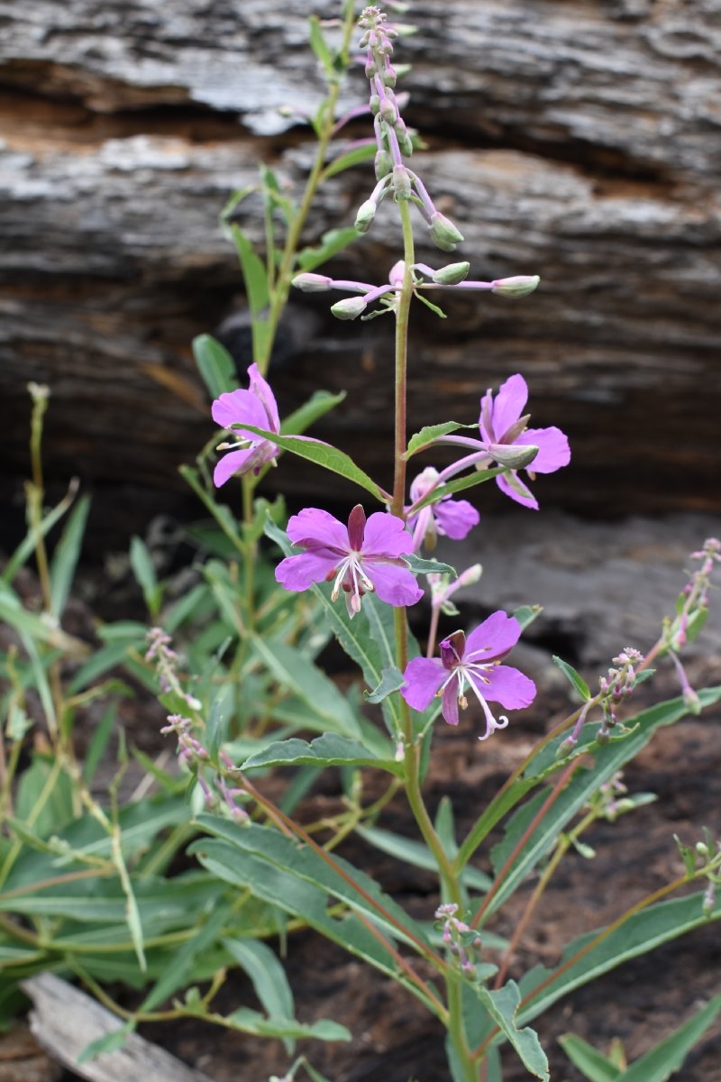 Chamerion angustifolium ssp. circumvagum