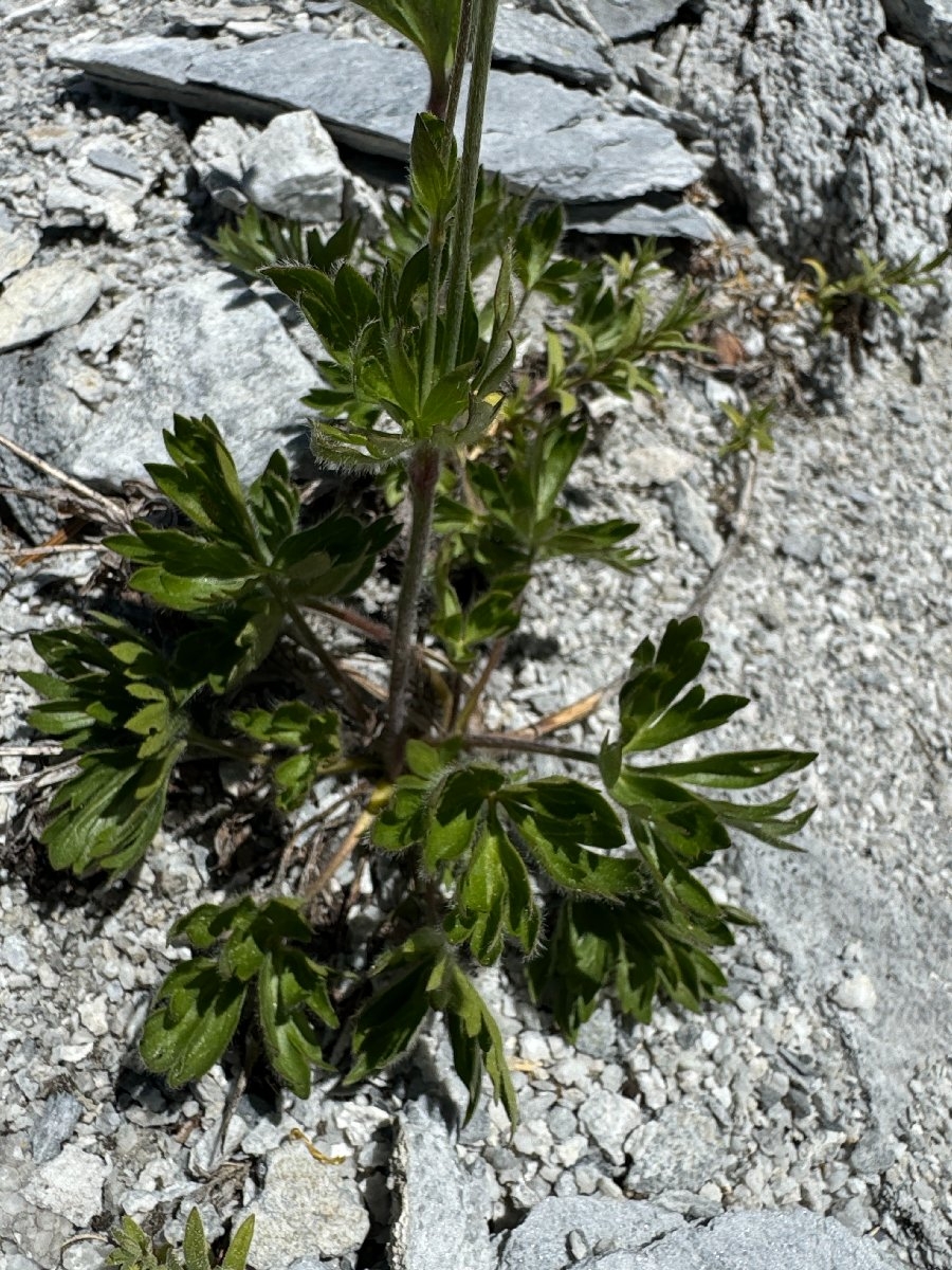 Anemone multifida var. multifida