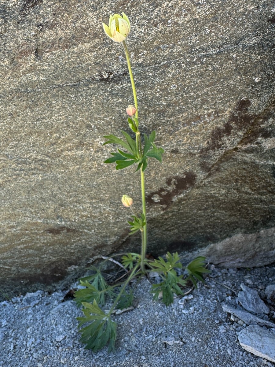 Anemone multifida var. multifida