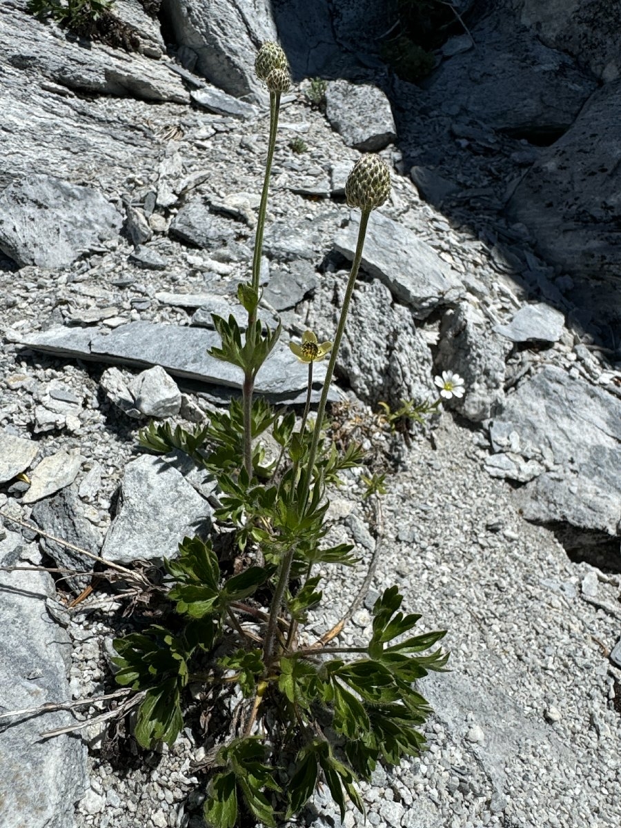 Anemone multifida var. multifida