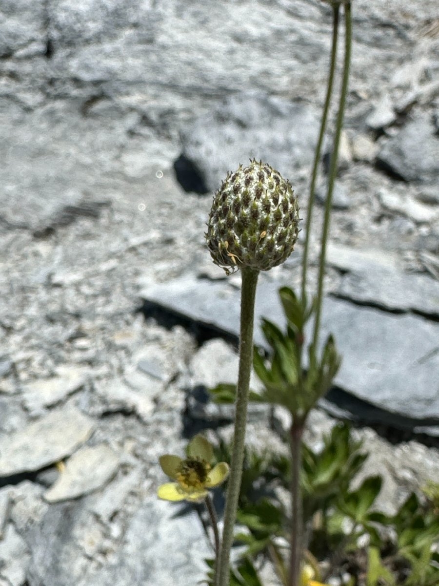 Anemone multifida var. multifida