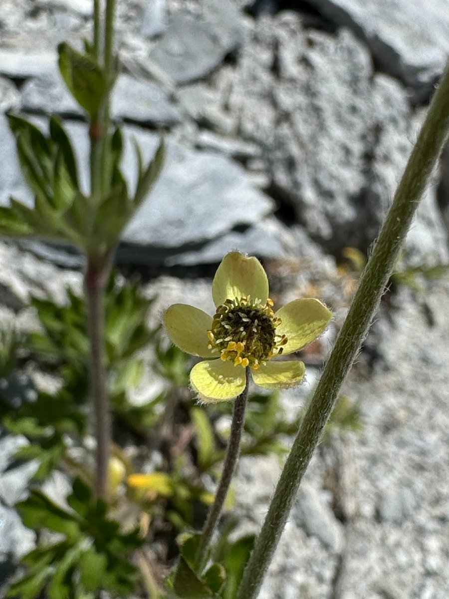 Anemone multifida var. multifida