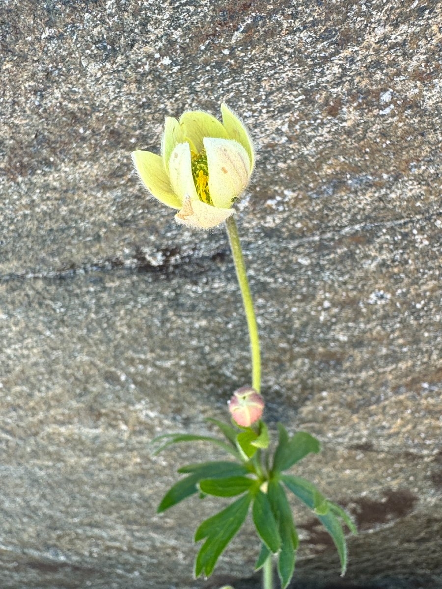 Anemone multifida var. multifida