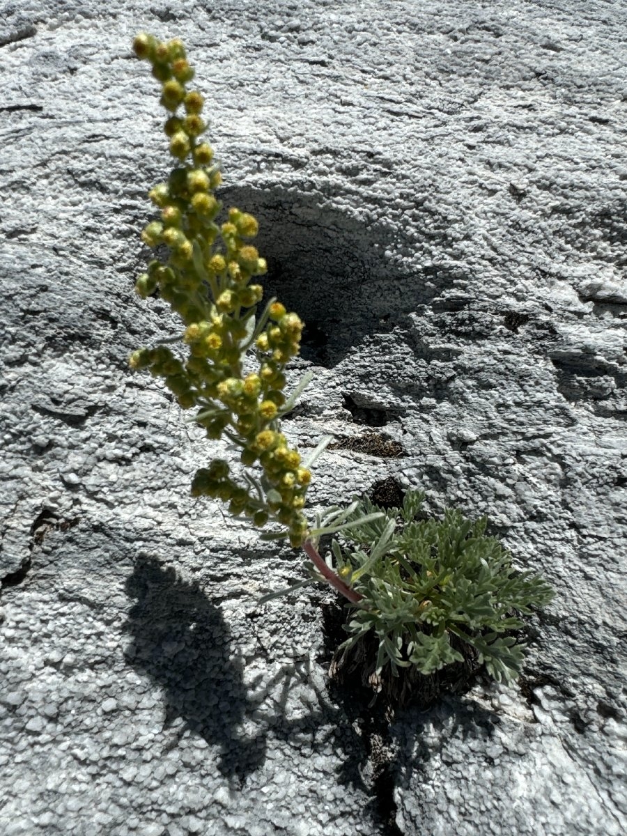 Artemisia borealis ssp. borealis