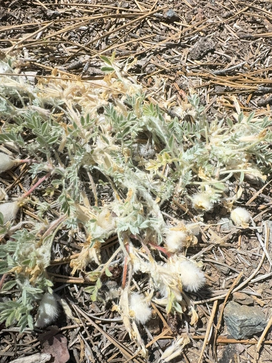 Astragalus purshii var. lectulus