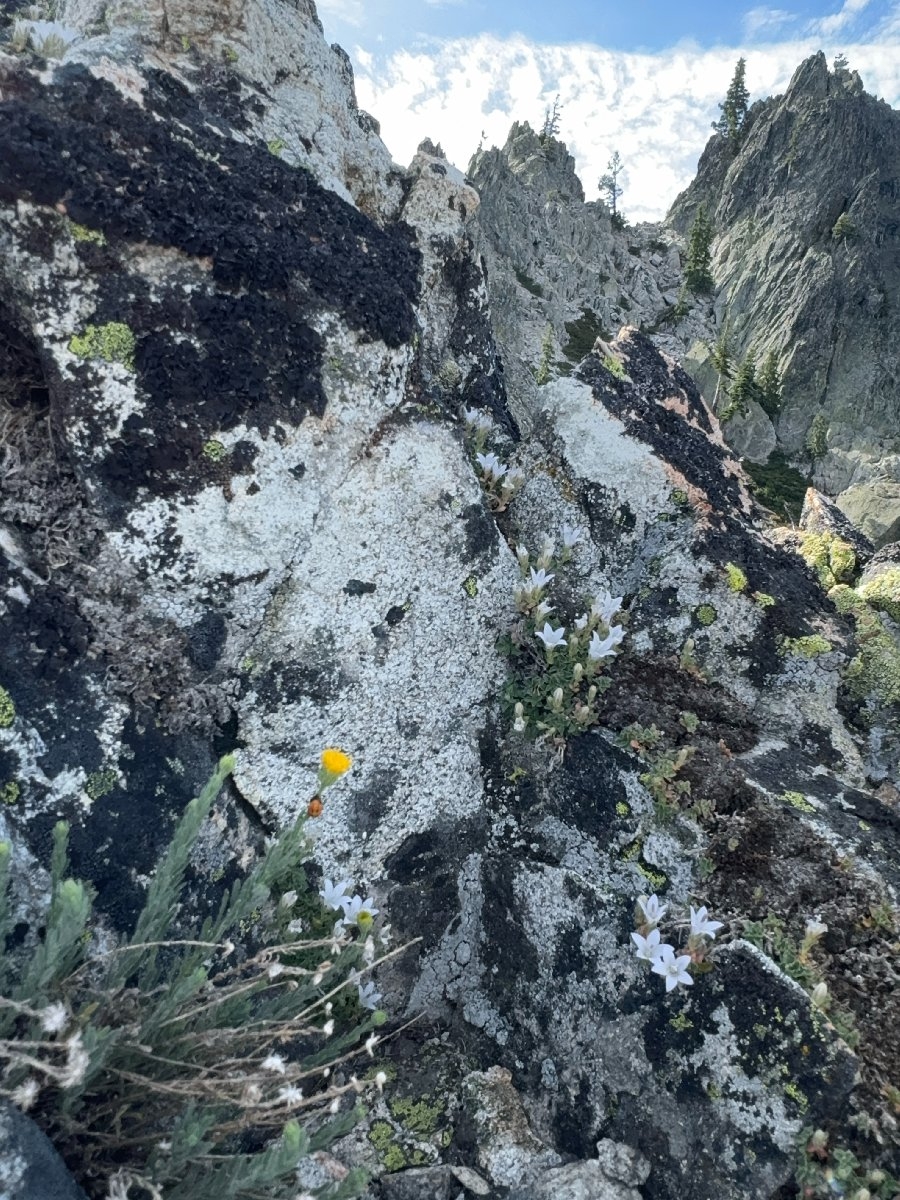 Campanula shetleri