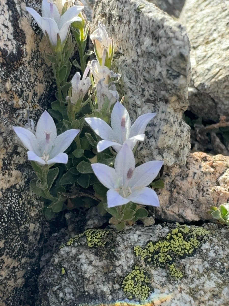 Campanula shetleri