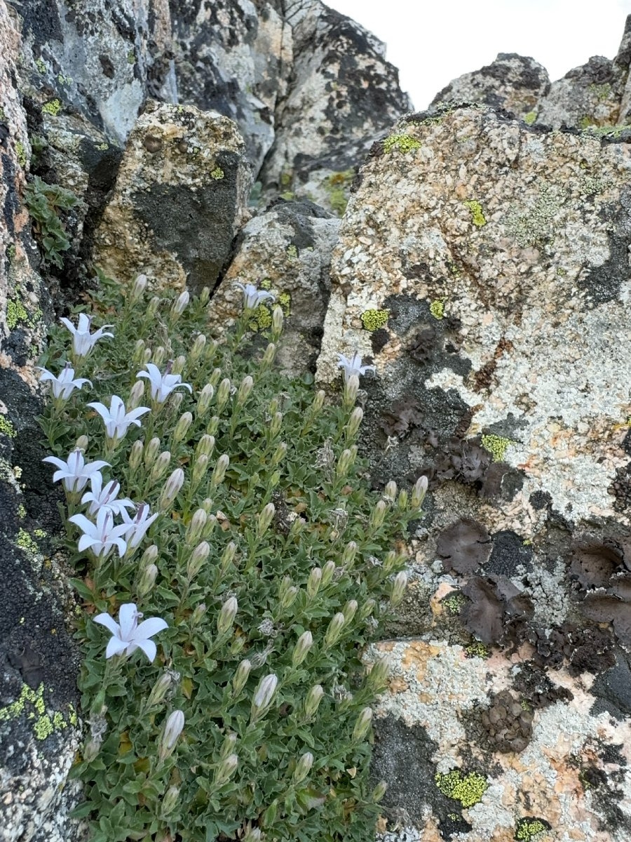 Campanula shetleri